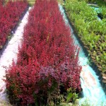 berberis