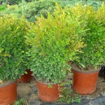 buxus sempervirens - simsir