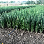 ligustrum