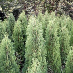 thuja occ columna