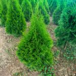 thuja smaragd