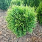 Thuja globosa