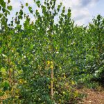 Betula Pendula