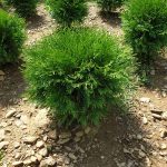 Thuja Occ. Globosa