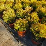 thuja occidentalis rheingold