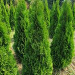 thuja occ. smaragd - Smaragdna tuja